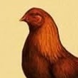 A Hatch rooster